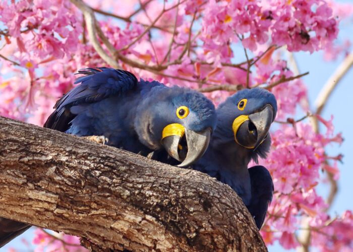 Eine wahre Freude für Ornithologen - die Brasilienreise ins Pantanal