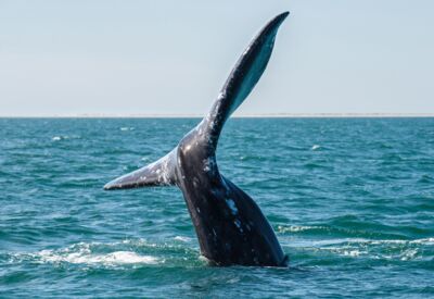 Fluke eines Buckelwals im Meer
