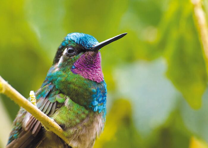 Die Purpurkehlnymphe ist eine der über 50 Kolibri-Arten, die in ganz Costa Rica zu finden sind.