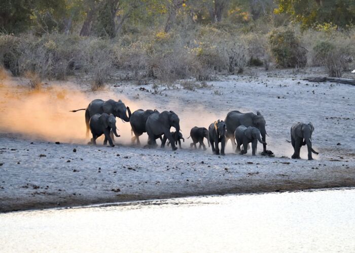 Eine Elefantenherde kreuzt den Weg auf der Zambia Safari am South Luangwa
