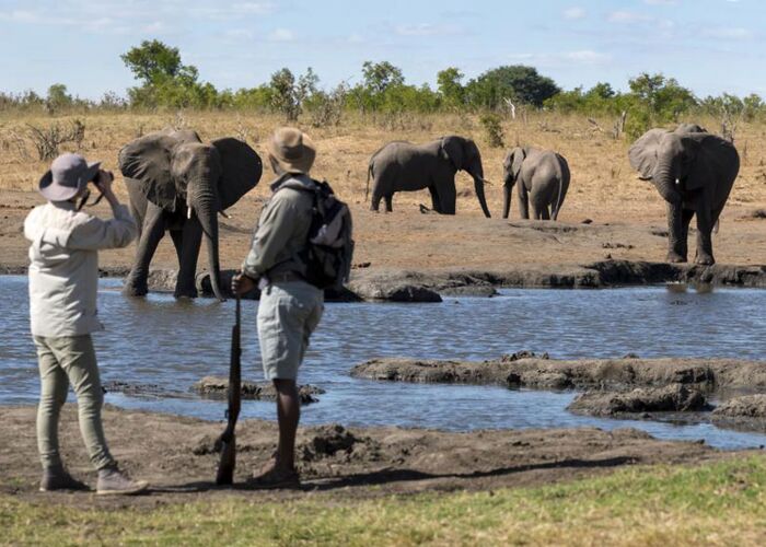 Geführte Safari mit Elefantensichtung im Hwange Nationalpark