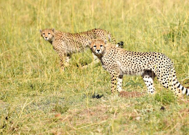 Auf Fußpirsch und Jeepsafari im Queen Elizabeth Nationalpark