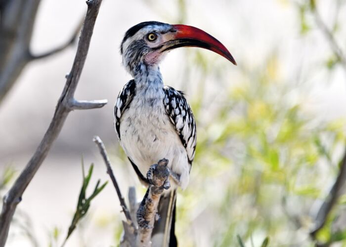 Der afrikanische Rotschnabel-Hornvogel kann man in Zimbabwe beobachten
