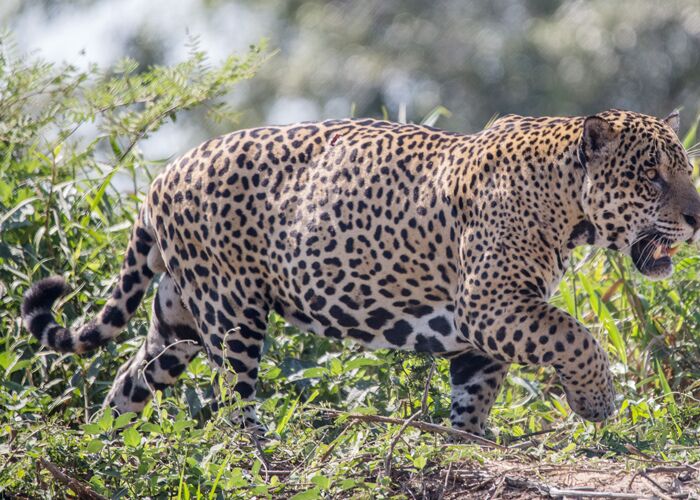Auf Jaguar-Safari durch die Seitenarme des Pantanals