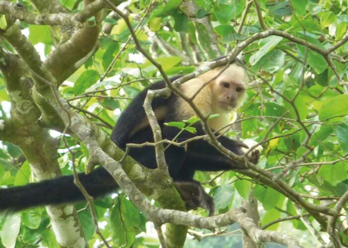 Im Pantanal leben zahlreiche Affenarten