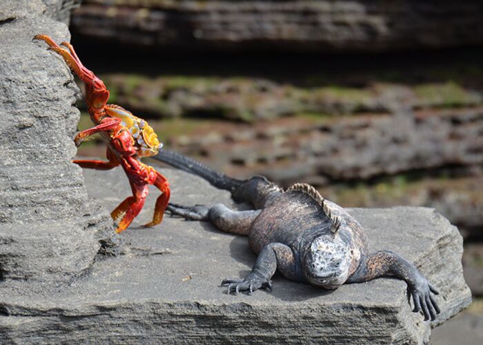 Klippenkrabben und Meeresechsen leben auf den Galapagos-Inseln zusammen