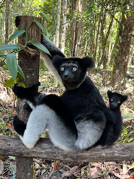 Lemur mit Baby in Madagaskar.