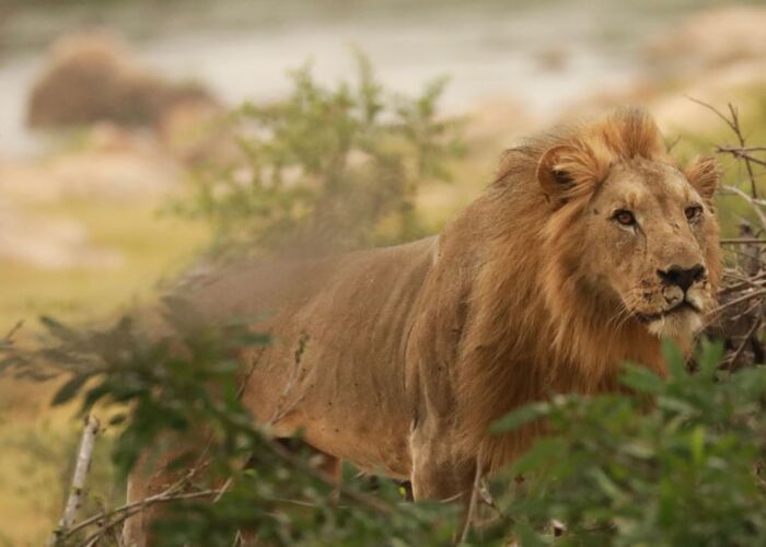In Malawi hat man auf Safari die Möglichkeit Löwen zu sichten