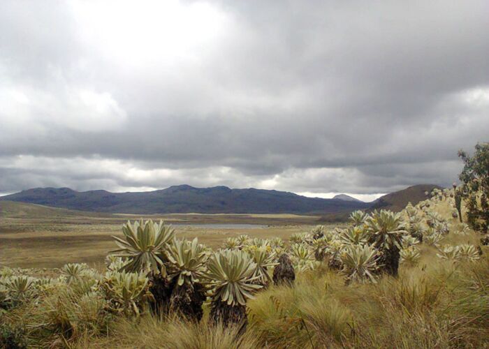 Pflanzen des hochandinen Paramo Ökosystems in Ecuador sind oft meterhoch