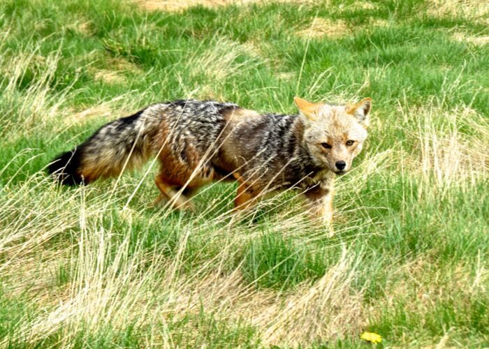 Der patagonische Graufuchs wird auch Steppenfuchs genannt