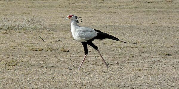Vogelbeobachtungen auf Privatreise im Norden Tanzanias