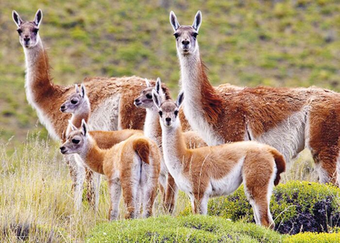 Die scheuen Vicunas sind in ganz Patagonien zu beobachten