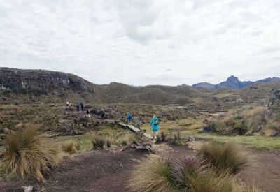 Die Wanderwege im Cajas Nationalpark sind an matschigen Stellen mit Holzstegen präpariert.