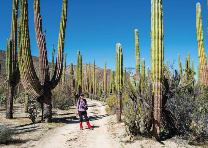 Zum Highlight der Baja California gehören die Riesenkakteen