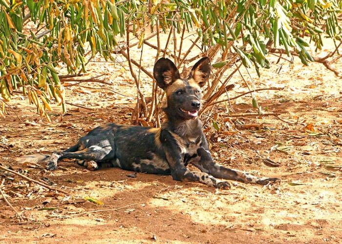 Wildhunde können im Süden Tanzanias beobachtet werden