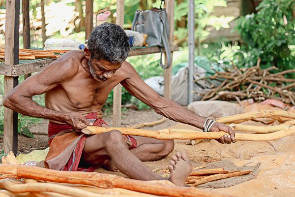 Die Zimternte auf Sri Lanka erfordert viel Handarbeit.