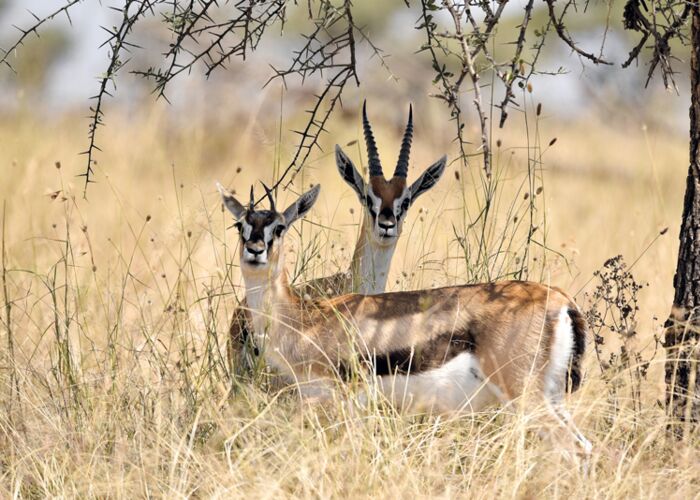 Für Tierfreunde ist eine Safari durch den Krüger Nationalpark ein Highlight