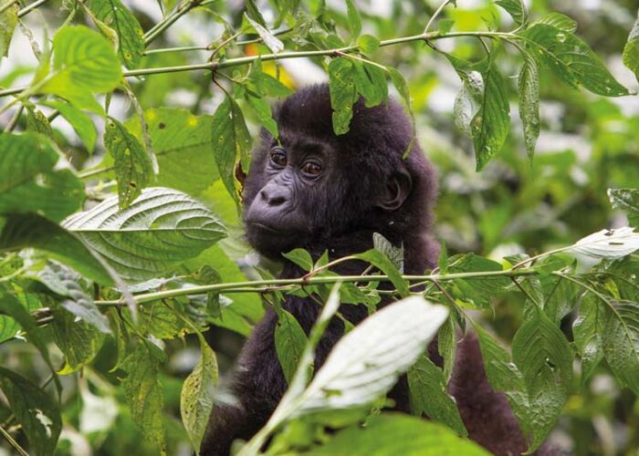 Eine Gorilla-Familie in ihrem natürlichen Umfeld zu beobachten ist ein besonderes Erlebnis