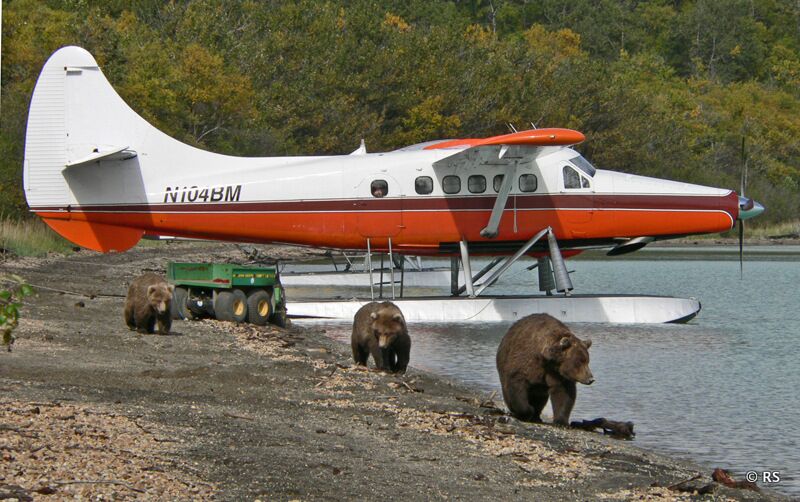 Schon beim Anflug sieht man einige Bären am Strand des Naknek Lake direkt vor dem Brooks Camp.