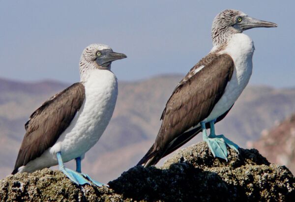 Vom Fischerboot aus konnten wir die tolle Vogelwelt des Golf von Kalifornien beobachten