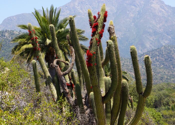Teilweise meterhohe Kakteen säumen den Wanderweg in Chile