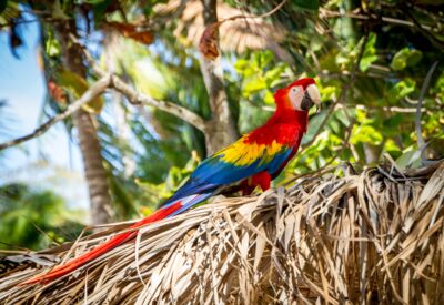 Vogelbeobachtung in Costa Rica mit buntem Ara, Tukan, Quetzal und Papagei