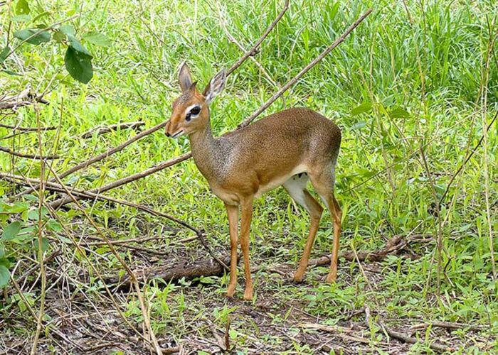 Die zierlichen Dik Dik Antilopen mit ihren großen Kulleraugen faszinieren besonders Kinder
