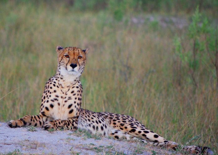 Safari-Erfolg bei einer Exkursion durch die Nationalparks Botswanas