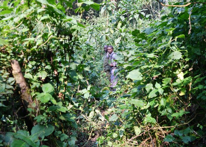 Auf Spurensuche zu den Gorilla-Familien im Bwindi Nationalpark mit einheimischen Guides aus Uganda
