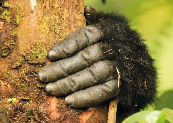 Mit etwas Glück kommen wir den Berggorillas sehr nah beim Tracking