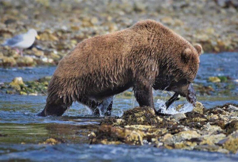 Die beste Reisezeit um Grizzlys im Katmai zu beobachten sind die Sommermonate