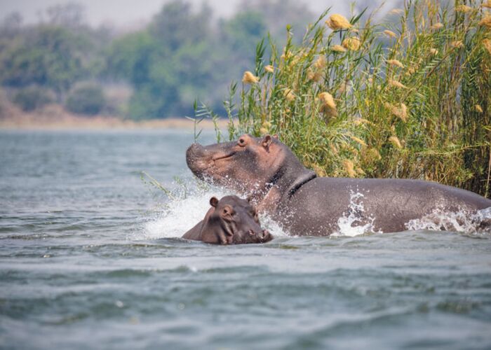 Flußpferde beobachten vom Ufer des Lower Zambezi