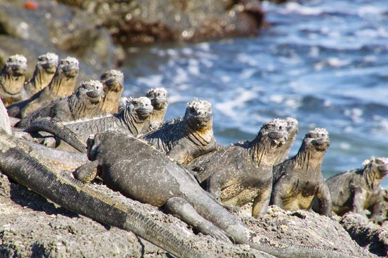 Iguanas, auch Meeresechsen genannt, leben auf den Galapagos Inseln