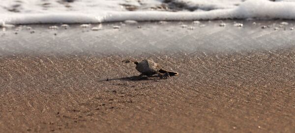 Direkt nach dem Schlüpfen machen sich die kleinen Babyschildkröten auf den Weg ins Wasser