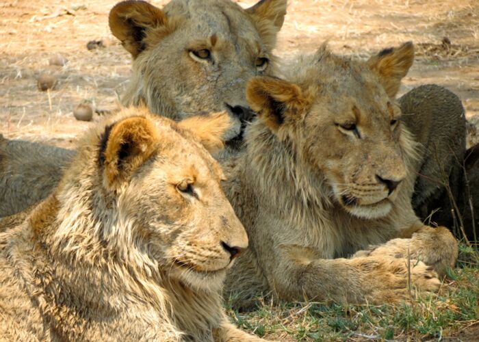 Bei der Safari mit Allradfahrzeugen beobachten wir verschiedene Raubkatzen