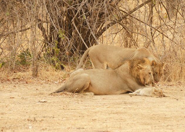 Während der Safari durch den North Luangwa Nationalpark entdecken wir eine Löwenfamilie