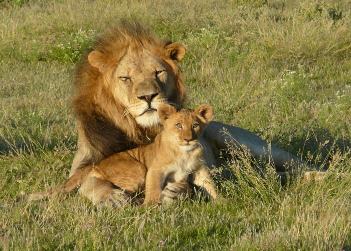 Die Beobachtung von Löwen ist ein Highlight einer Botswana Safari
