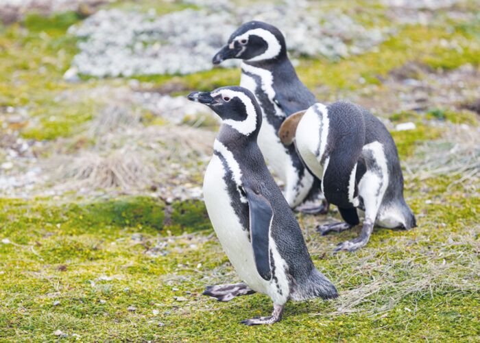Putzige Magellan Pinguine auf der Isla Magdalena