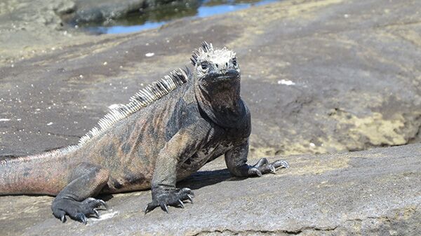 Während unseres Spaziergangs auf der Insel Santiago posiert diese Galapagos-Meerechse vor unserer Kamera.