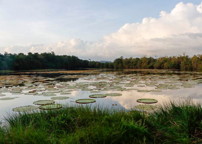 Riesenseerosen am Oxbow Lake