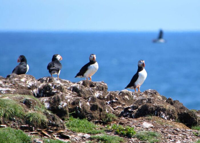 Papageientaucher auf den Vogelinseln des Witeless Bay Seabird Sanctuary