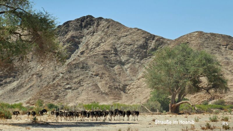 Tierbeobachtung einer großen Straußenherde im Hoanib in Namibia