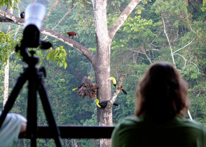 Das Vorkommen der Tucane ist in Costa Rica gegeben