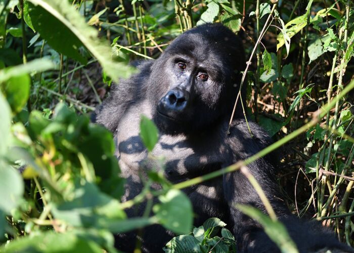 Die Kleingruppenreise führt mit einer Wandertour zu den Berggorillas im Bwindi Forest