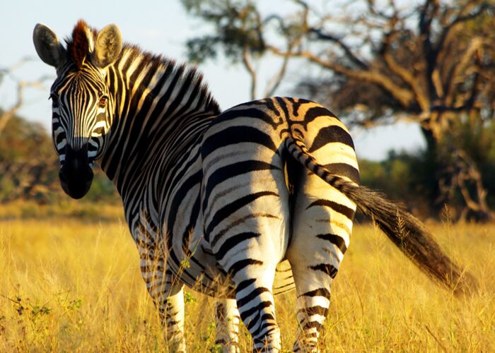 Die beste Reisezeit um Zebras im Chobe Nationalpark zu beobachten ist von Juni bis Oktober