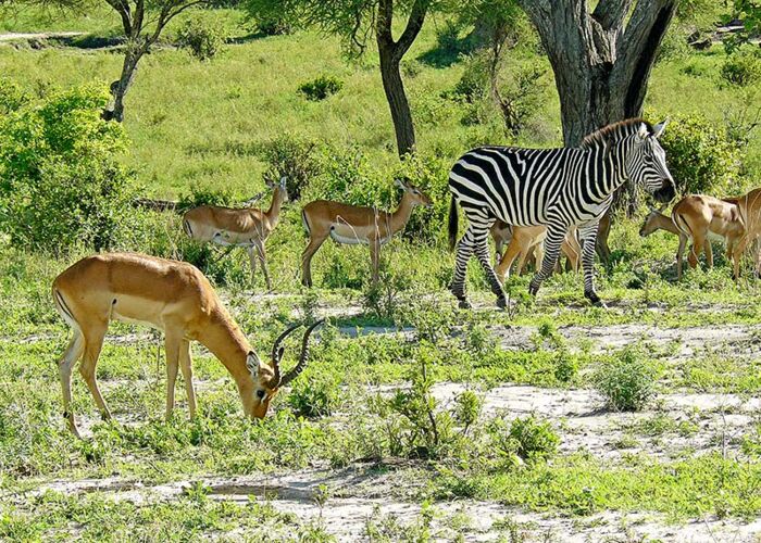 Naturerlebnis in Nordtanzania auf einer geführten WIGWAM-Safari