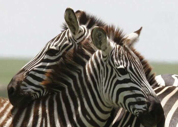Zweisame Zebras im Mikumi Nationalpark