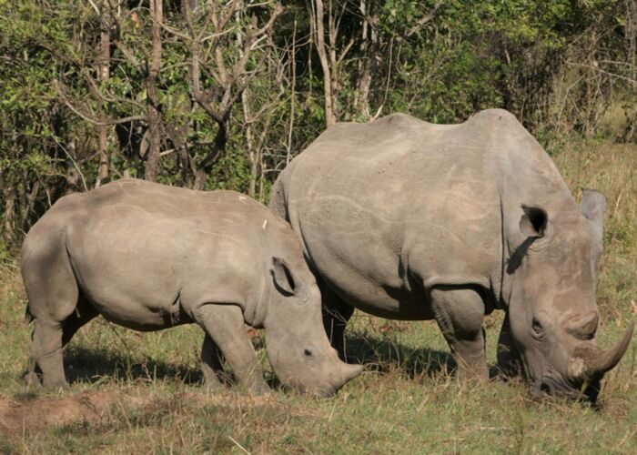 Beim Nashorn Tracking in Uganda kann man Ziwa Rhino Nashörner beobachten