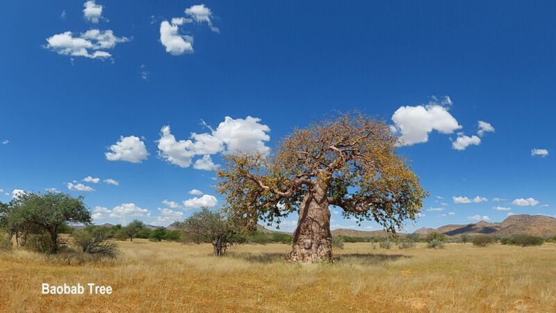 Der Baobab Tree ist ein bekannter Baum in vielen Ländern Afrikas und begegnet uns in Namibia öfters während unserer Reise