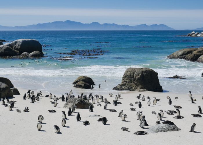 Die Pinguin-Kolonien von Boulders in Simons Town bei Kapstadt
